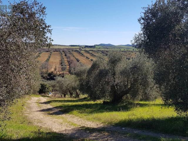 Building land in Strada Comunale di Marsiliana, Magliano in Toscana - Photo 1