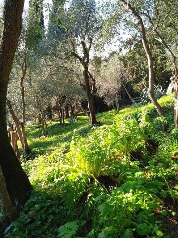 immagine annuncio 2 di 7