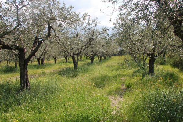 Terreno agricolo in vendita a Spoleto