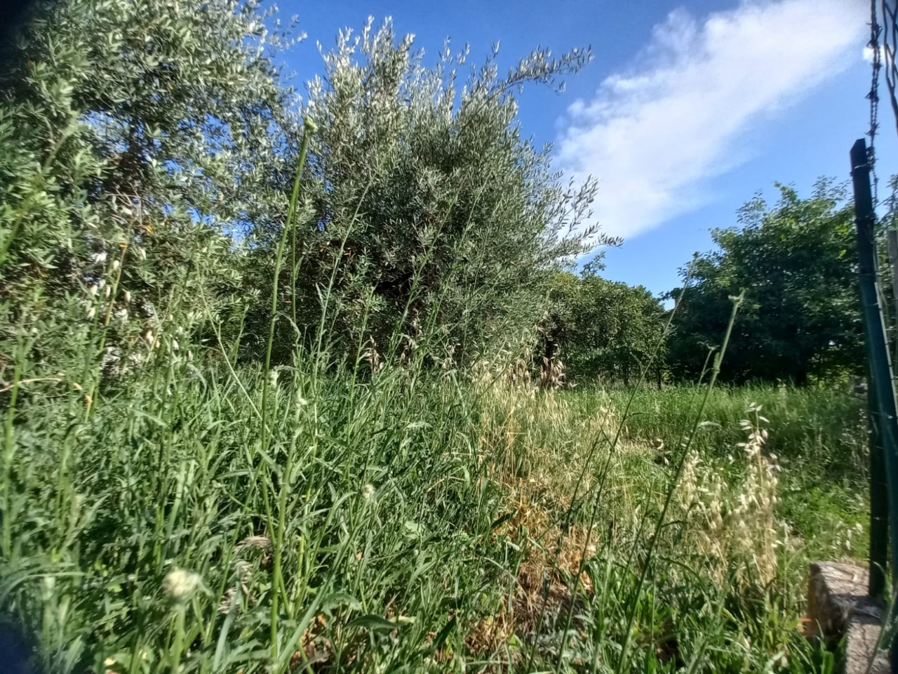 immagine annuncio 11 di 12