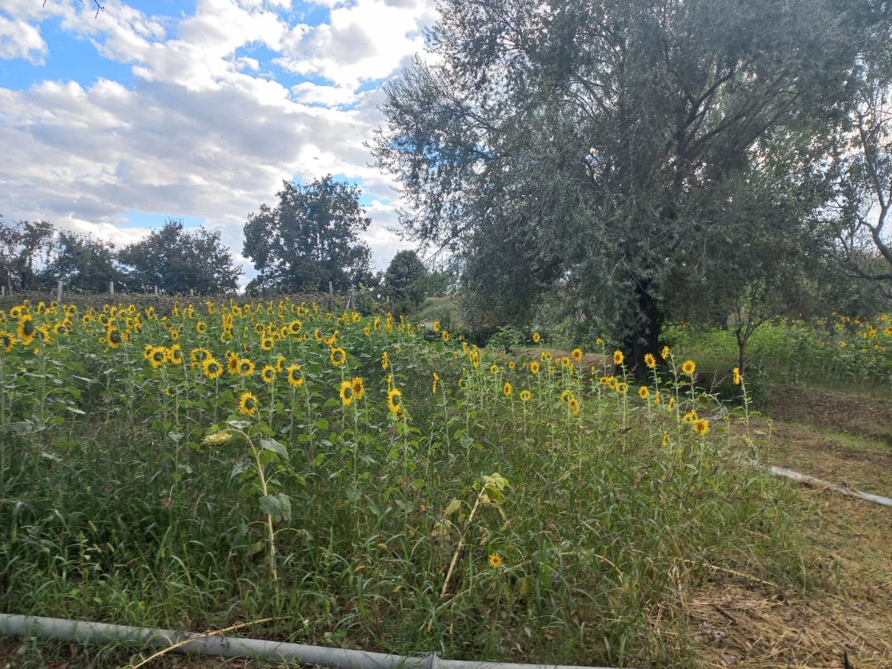 immagine annuncio 8 di 11