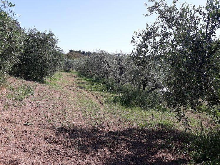 immagine annuncio 9 di 11
