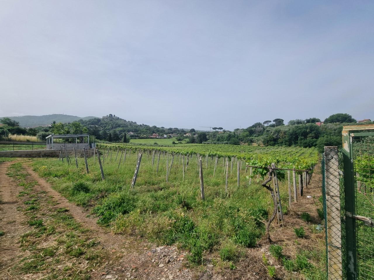 Terreno agricolo in vendita a Monte Porzio Catone