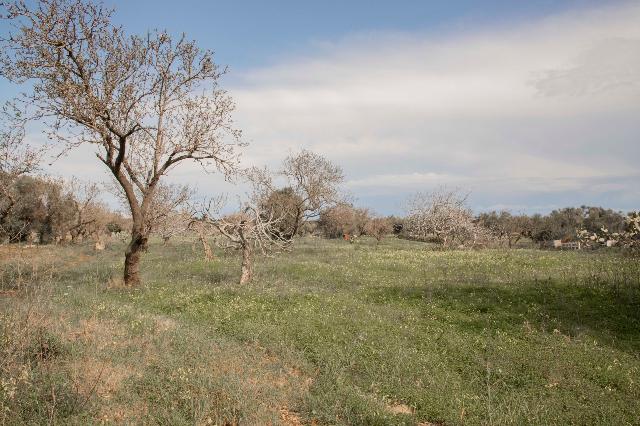 Terreno edificabile in {3}, Contrada Bufalaria - Foto 1