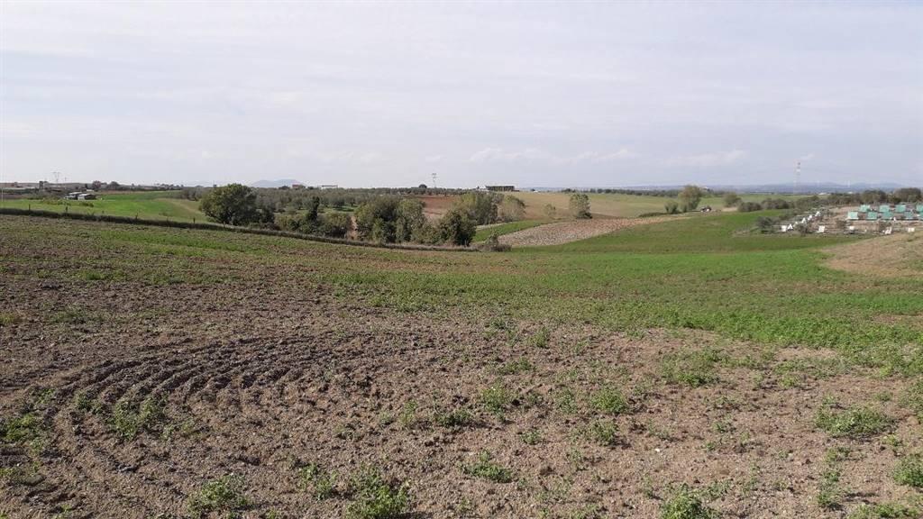 Terreno agricolo in vendita a Tuscania