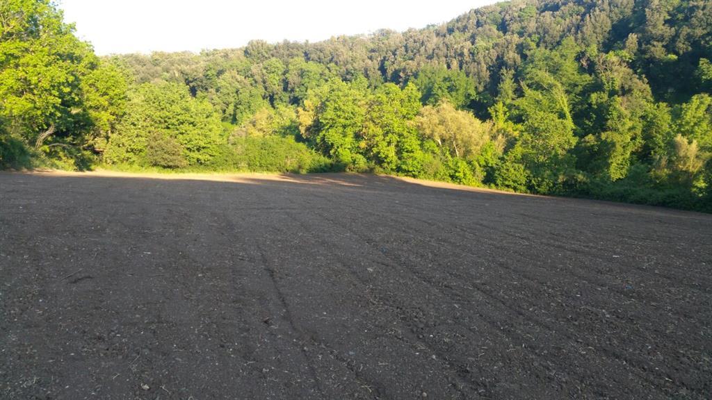 Terreno agricolo in vendita a Tuscania