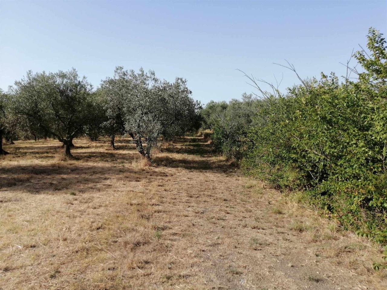 Terreno agricolo in vendita a Viterbo