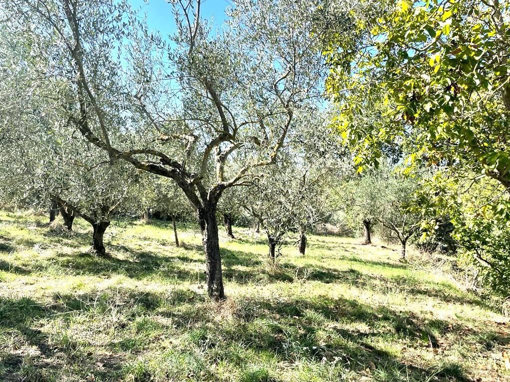 Terreno agricolo in vendita a Viterbo