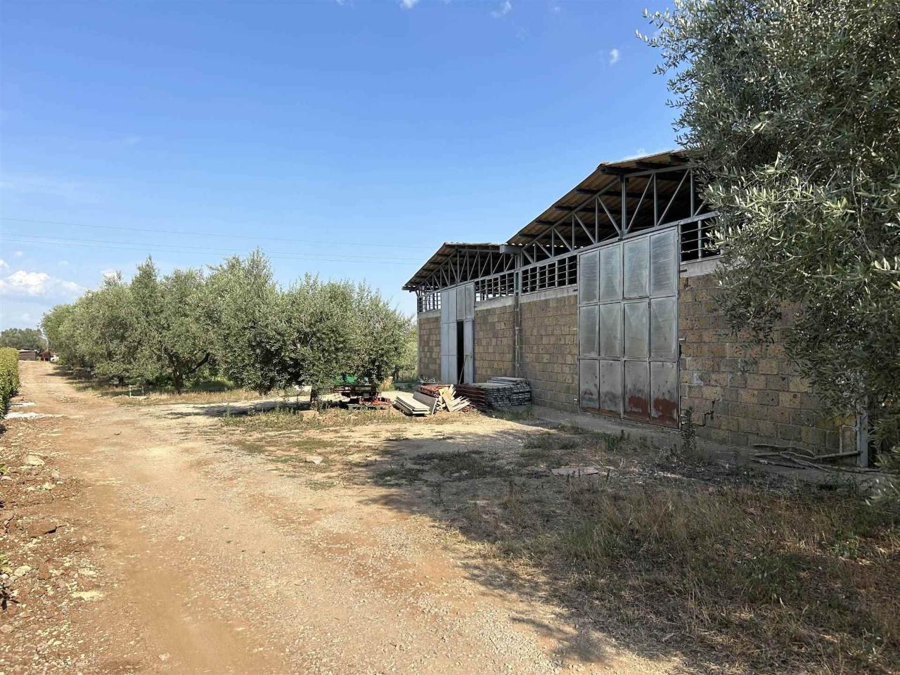 Capannone in Strada Provinciale, Tuscania, {3} - Foto 2