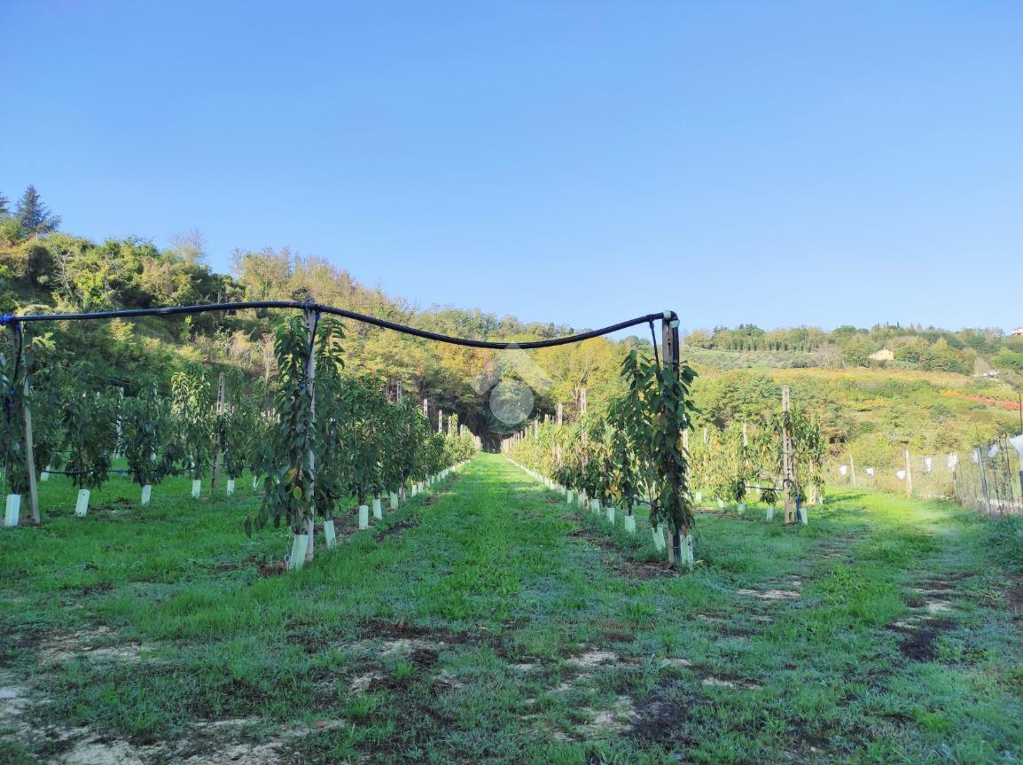 Terreno agricolo in vendita a Cesena