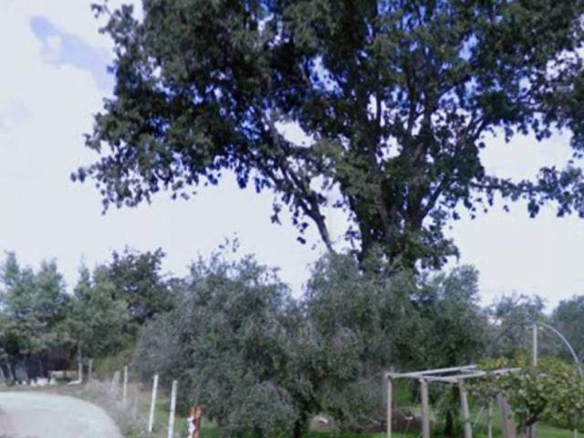 Agricultural land in Via Campo Cerreto S.N.C, Nettuno - Photo 1