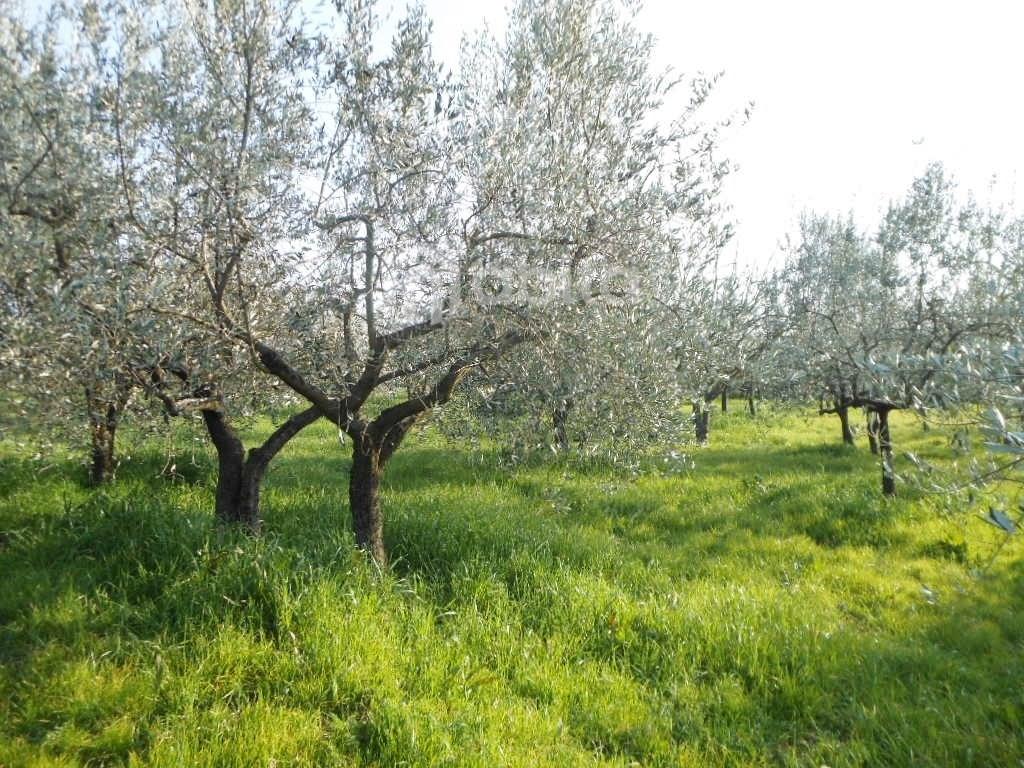 Terreno agricolo in vendita a Montevarchi