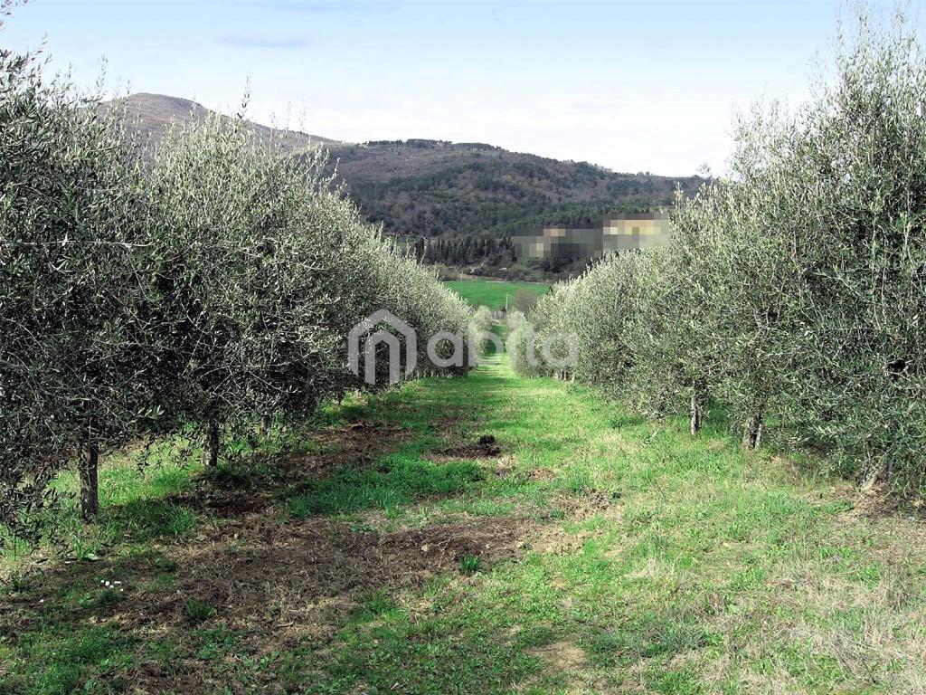 Terreno agricolo in vendita a Montevarchi