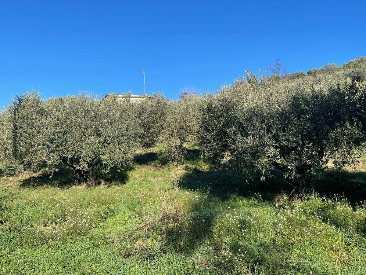 immagine annuncio 1 di 8