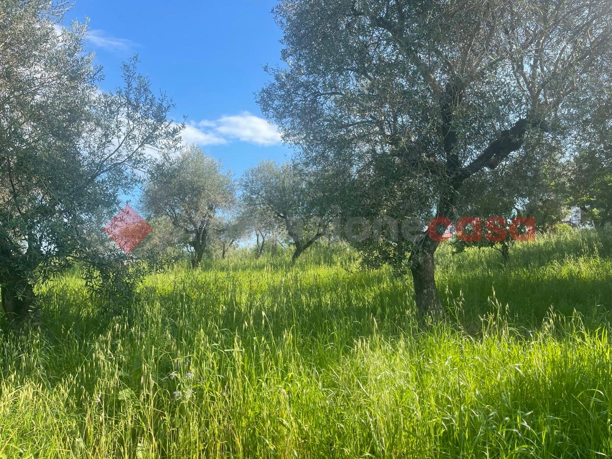 immagine annuncio 8 di 11