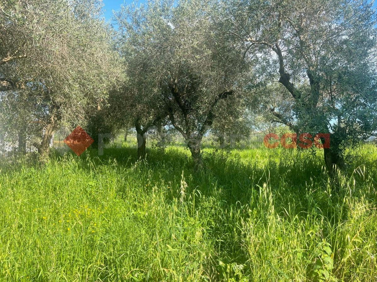immagine annuncio 7 di 11