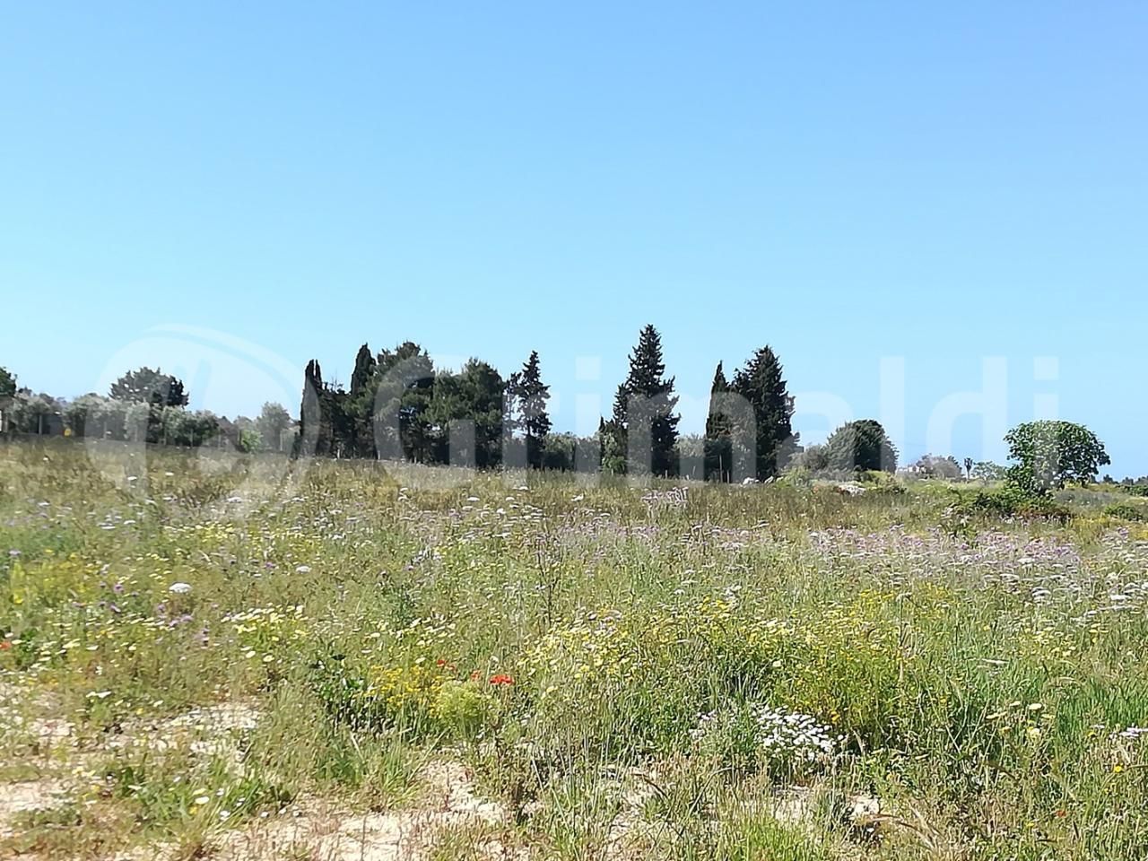 immagine annuncio 8 di 11