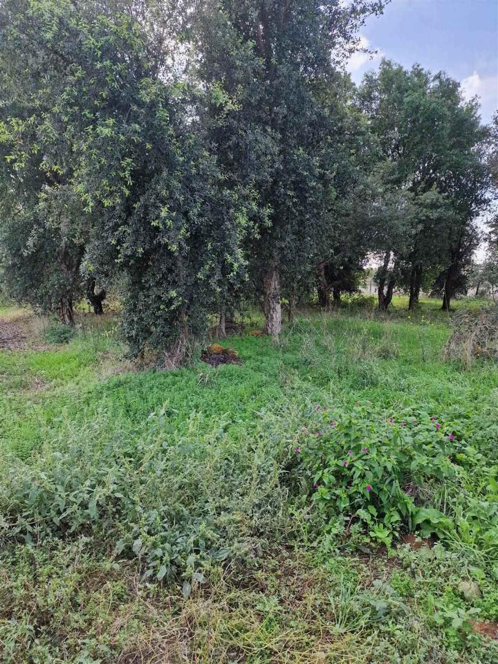 immagine annuncio 6 di 8