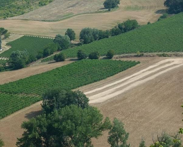 Terreno agricolo in vendita a Imola
