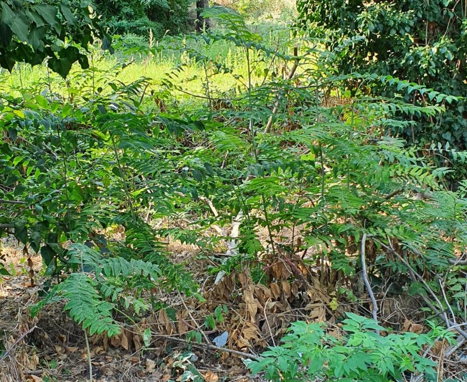 immagine annuncio 1 di 3