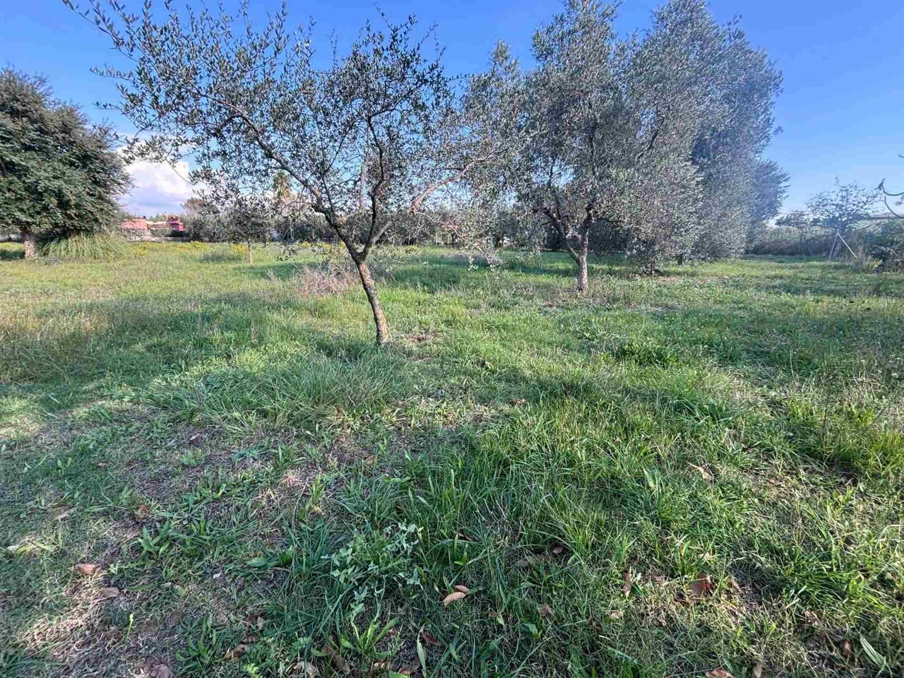 immagine annuncio 8 di 14