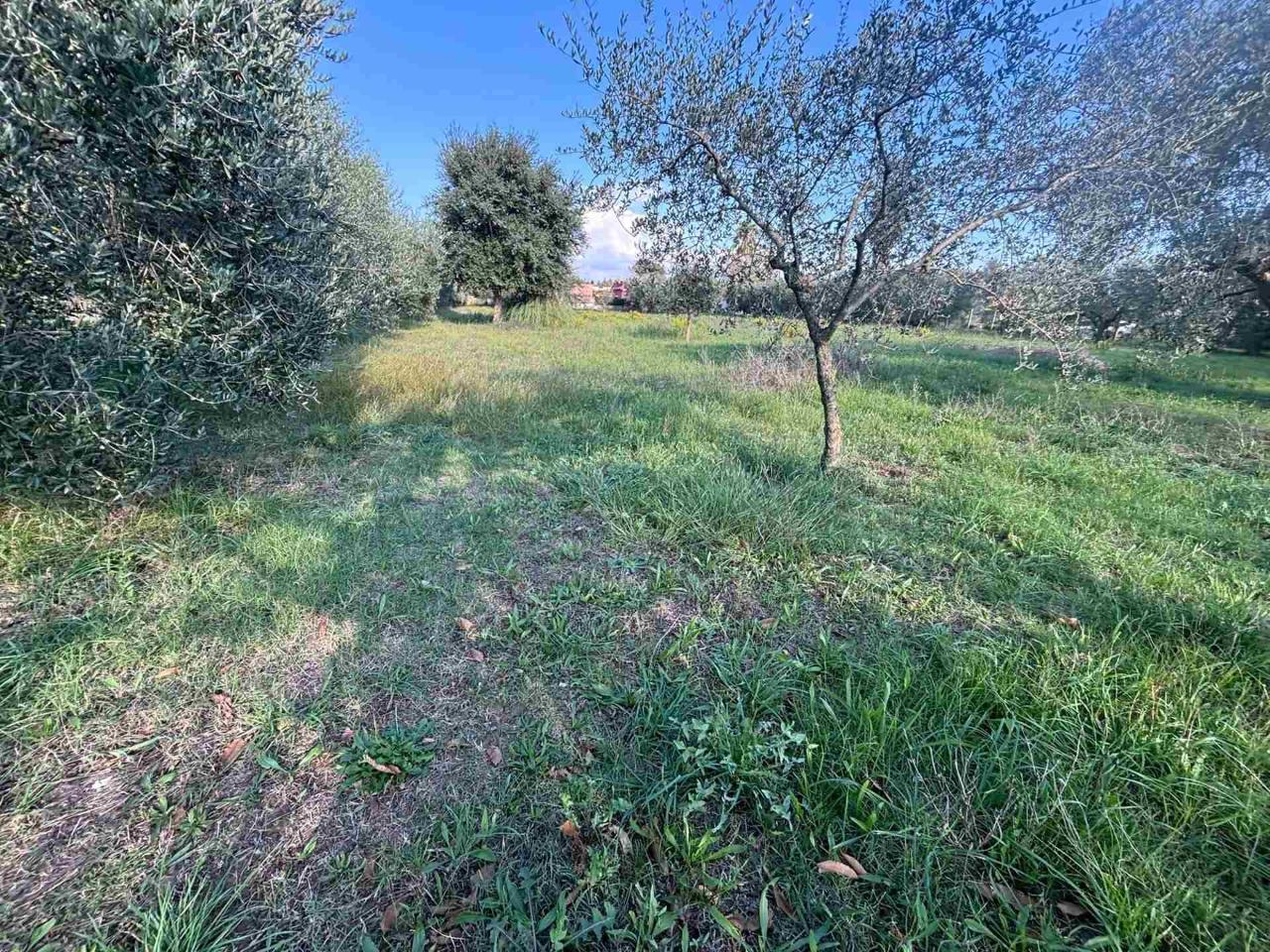 immagine annuncio 9 di 14