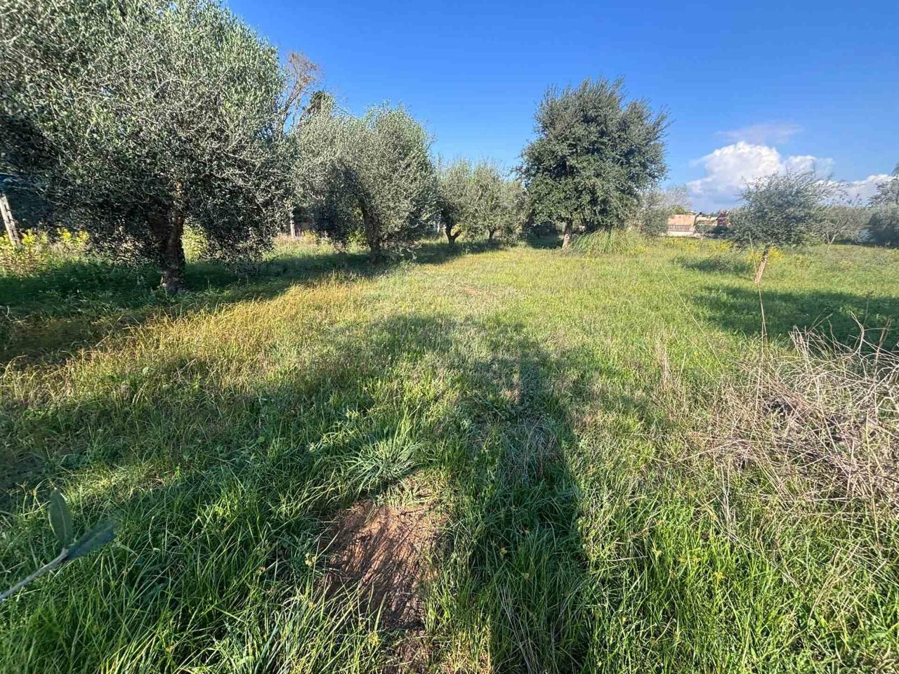 immagine annuncio 4 di 14