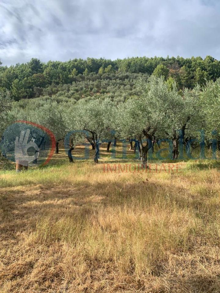 immagine annuncio 6 di 7