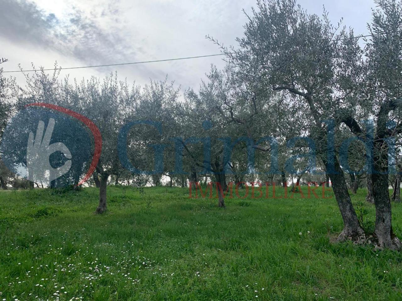immagine annuncio 10 di 13