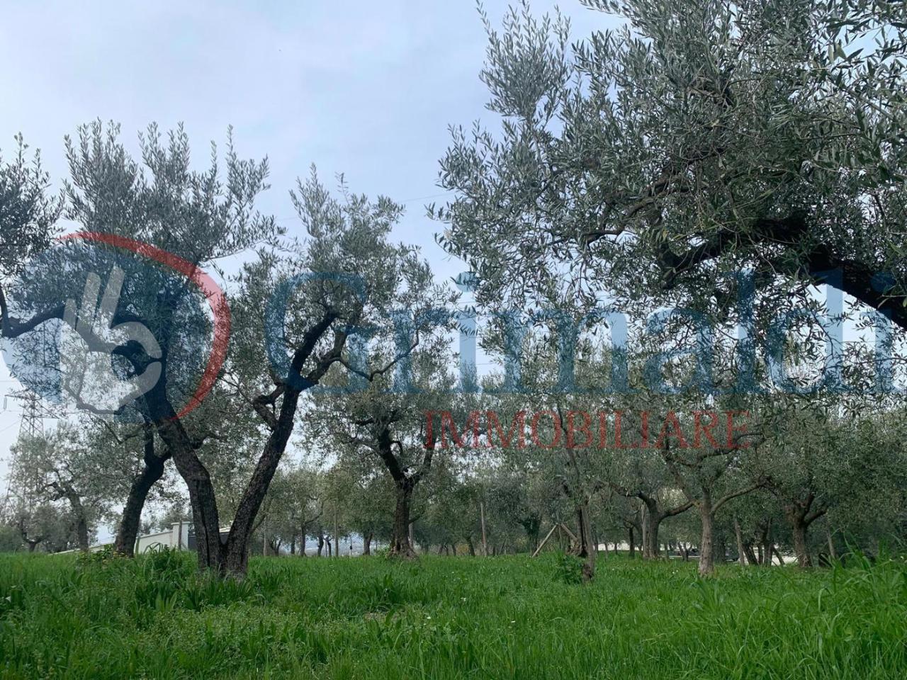 immagine annuncio 6 di 13
