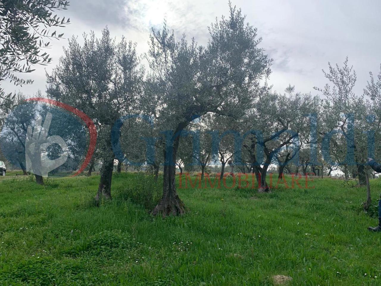 immagine annuncio 8 di 13