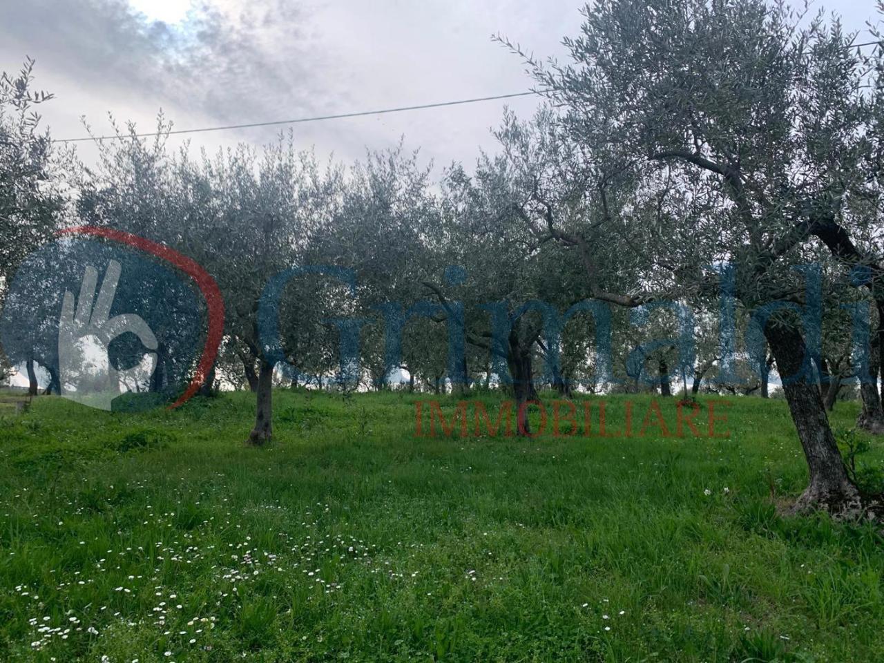 immagine annuncio 11 di 13