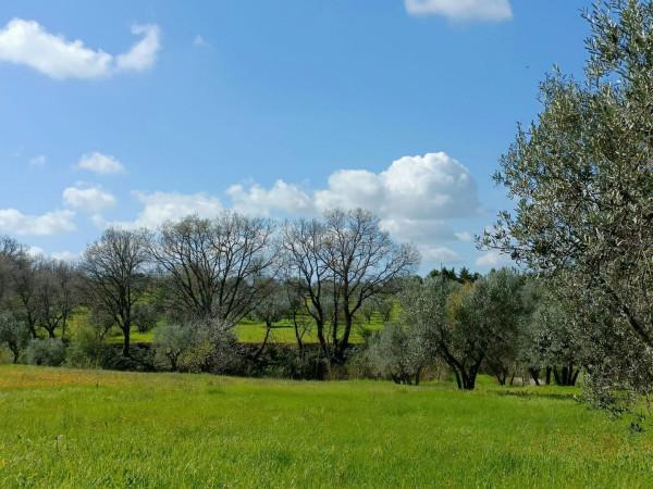 Terreno agricolo in vendita a Viterbo