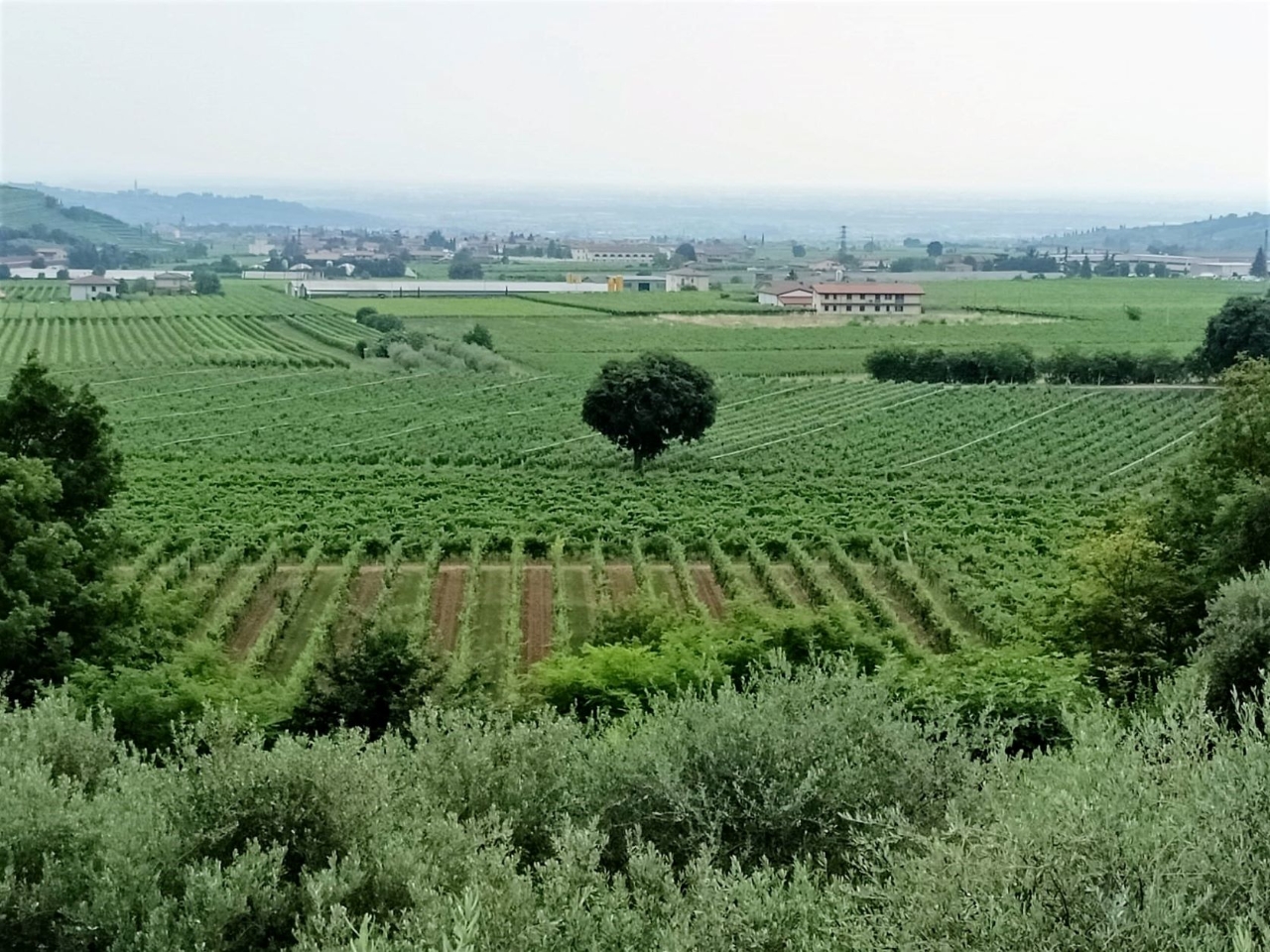 Terreno edificabile in vendita a Tregnago