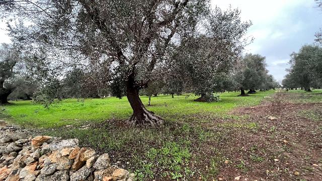 Terreno edificabile, San Vito dei Normanni - Foto 1