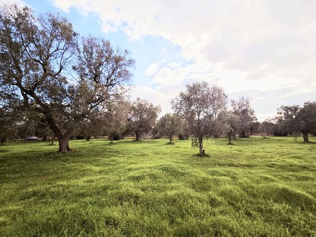 Terreno edificabile, San Vito dei Normanni - Foto 1