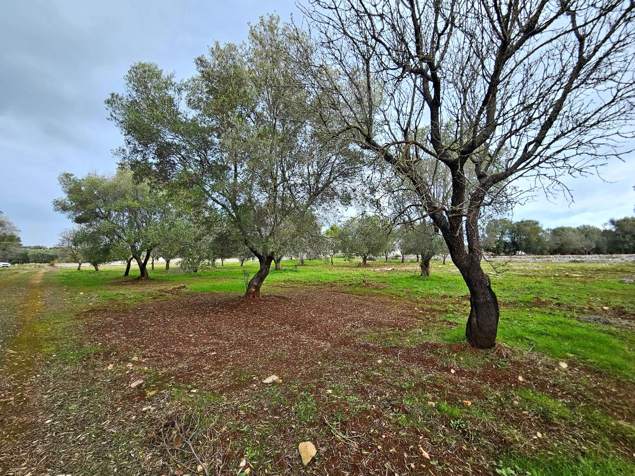 immagine annuncio 10 di 14