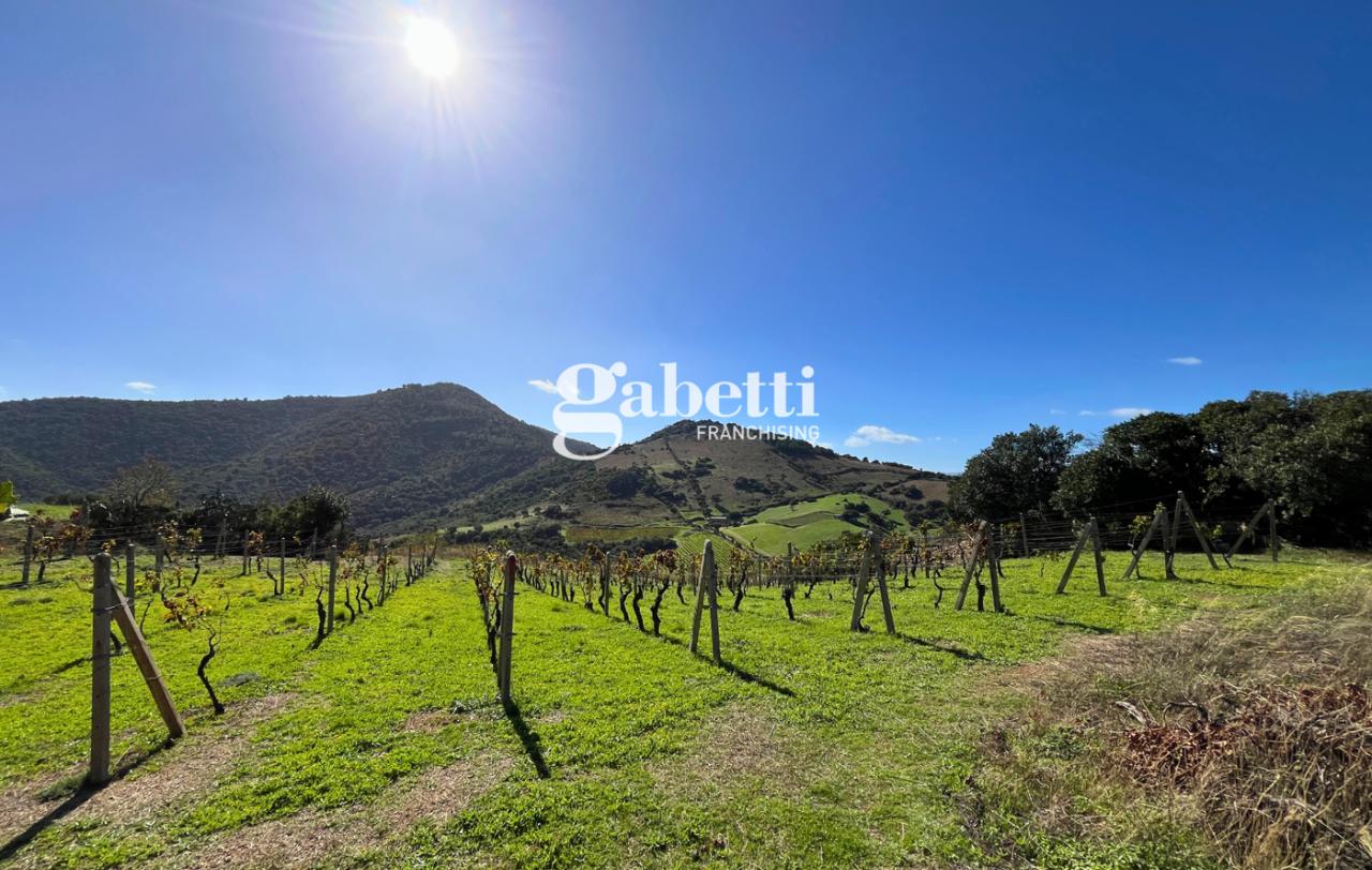 immagine annuncio 11 di 14