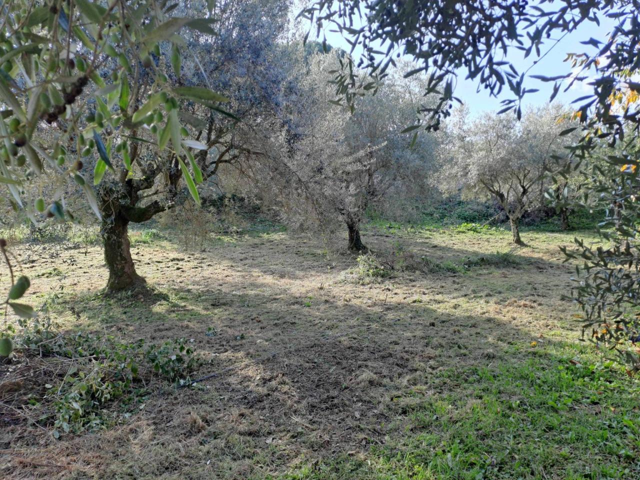 immagine annuncio 5 di 8