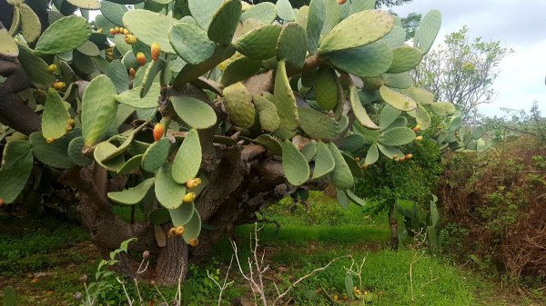 Country house or cottage in Contrada San Paolo, Noto - Photo 1