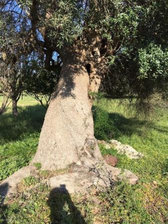 Terreno agricolo in Contrada Carancino, Siracusa - Foto 1