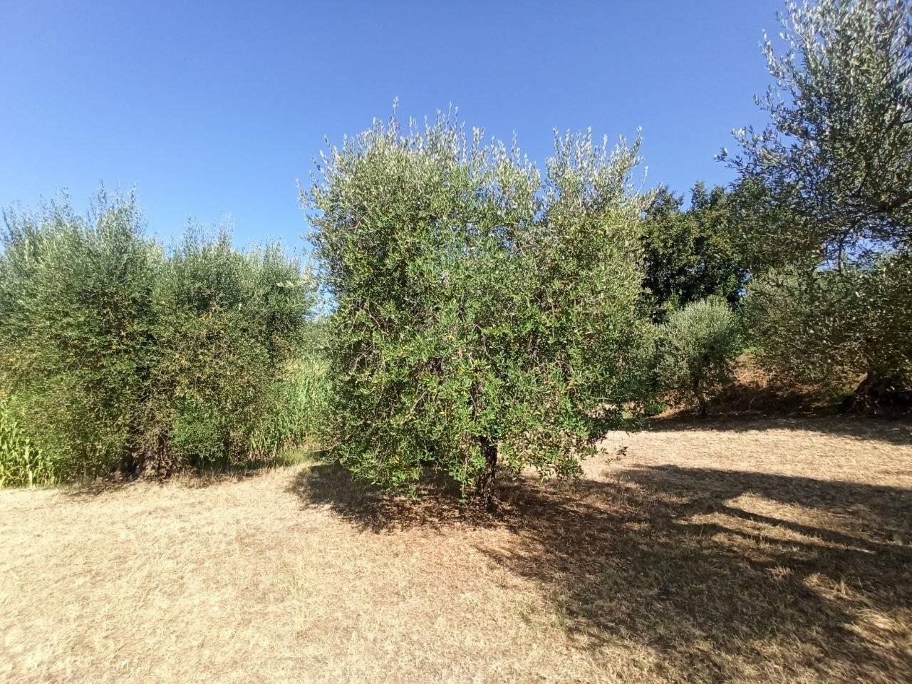 immagine annuncio 8 di 13