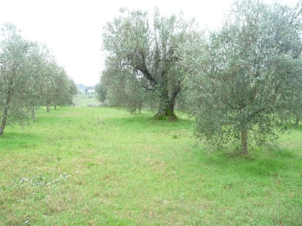immagine annuncio 3 di 7