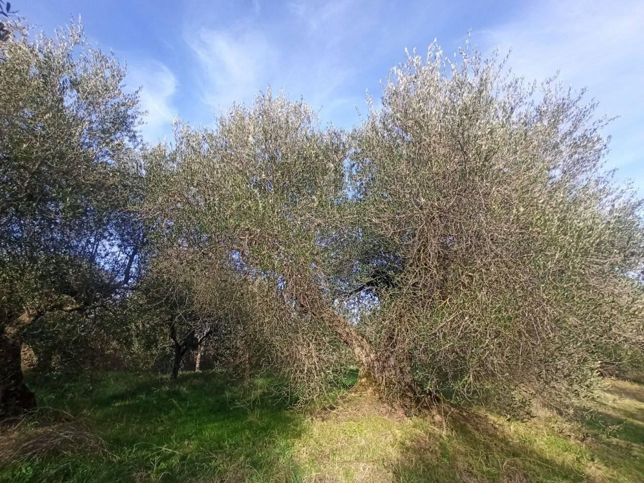 immagine annuncio 1 di 11