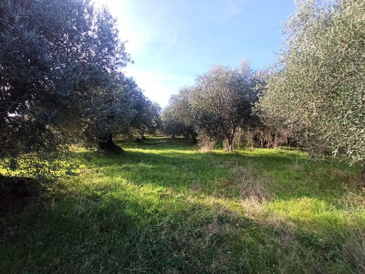 immagine annuncio 5 di 11