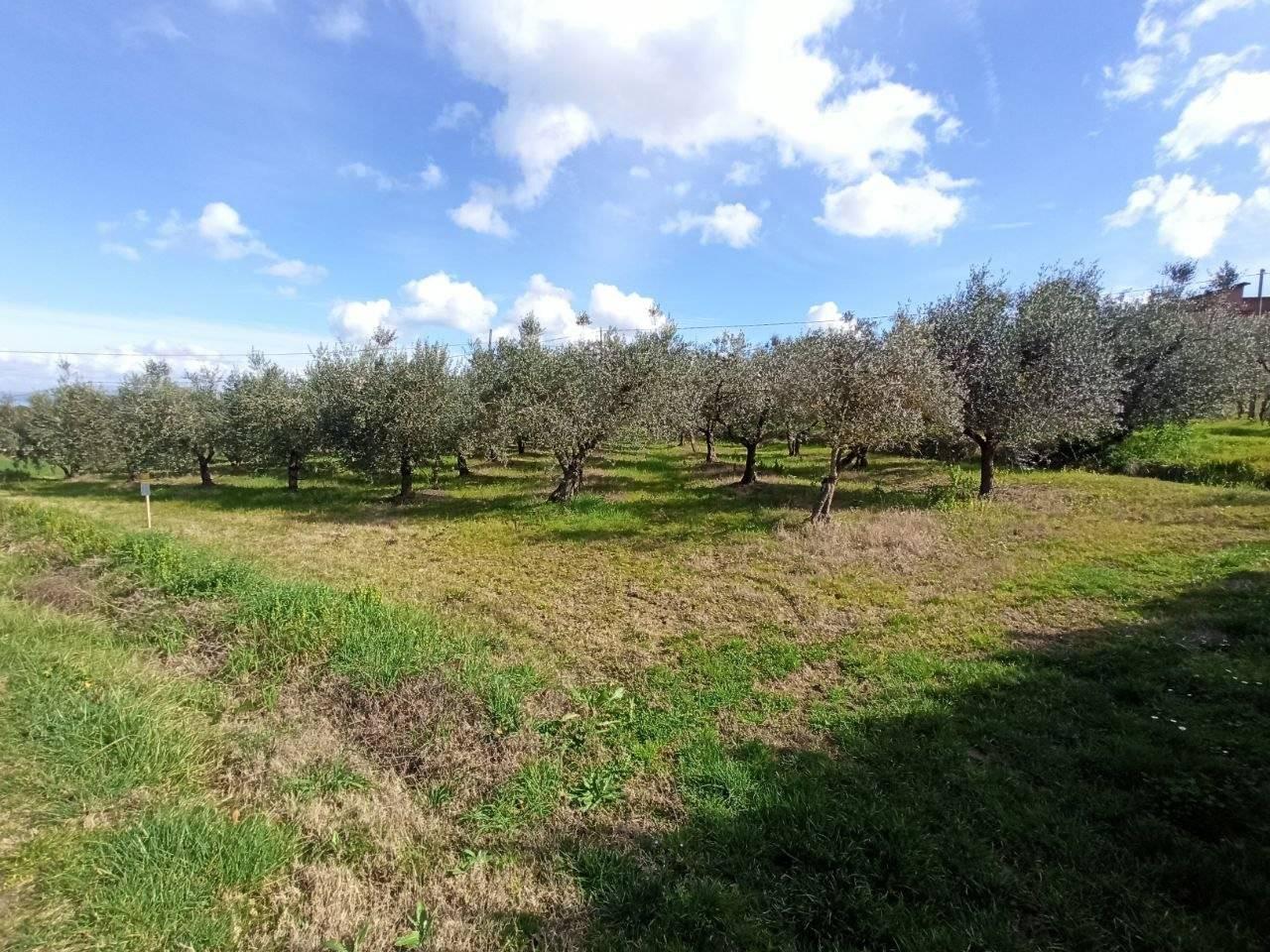 immagine annuncio 3 di 9